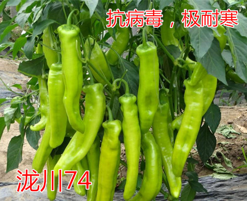 {74Oͺǽc鿴ԔϢ