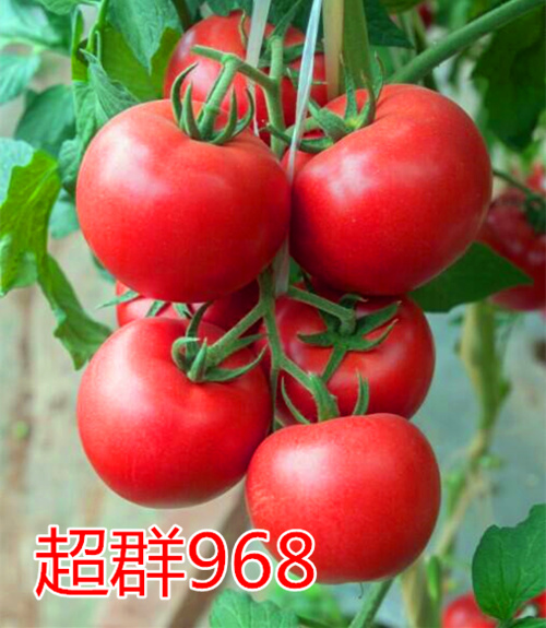 Ⱥ968c鿴Ԕ(x)Ϣ